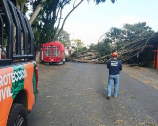 Fuertes vientos derriban árboles en la zona metropolitana de Oaxaca 