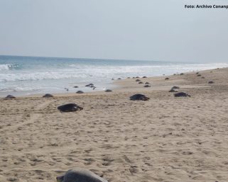 A Oaxaca llegan 11 mil 290 tortugas golfina en la primera arribada de la temporada 2026-2027