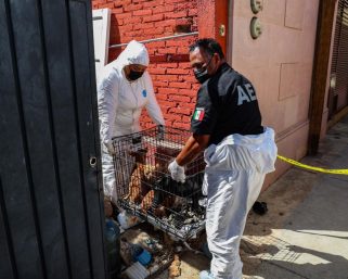 Rescata Fiscalía 14 animales de compañía en situación de maltrato en Oaxaca de Juárez