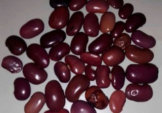 Ayocote, fuente prometedora de nutrientes