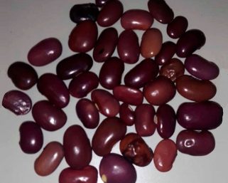Ayocote, fuente prometedora de nutrientes