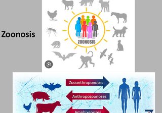 El 60% de las enfermedades humanas tiene origen zoonótico: UNAM
