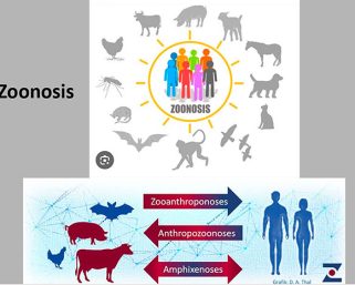 El 60% de las enfermedades humanas tiene origen zoonótico: UNAM